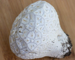 Calvatia sculpta