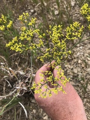 Eriogonum brevicaule