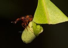 Strigapoderus tranquebaricus