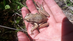 Gastrotheca pseustes