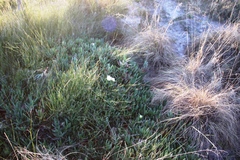 Carpobrotus edulis parviflorus