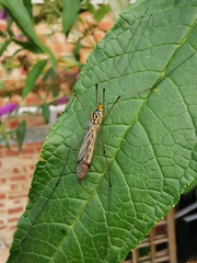 Nephrotoma flavipalpis