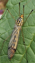 Nephrotoma flavipalpis
