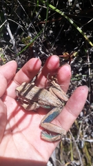 Gastrotheca pseustes