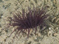 Ceriantharia