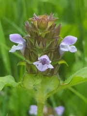Prunella vulgaris lanceolata