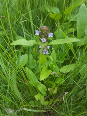 Prunella vulgaris lanceolata