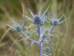 Eryngium amethystinum