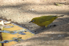 Zosterops anderssoni