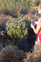 Serruria pedunculata