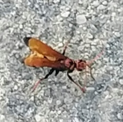 Cryptocheilus annulatus