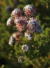 Serruria pedunculata