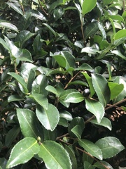 Theaceae