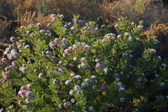 Serruria pedunculata