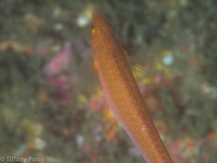 Halichoeres californicus