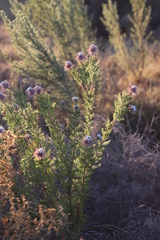 Serruria pedunculata