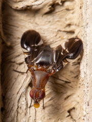 Delphinia picta