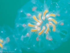 Cyclosalpa affinis