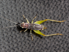 Phyllopalpus pulchellus