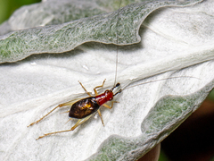 Phyllopalpus pulchellus