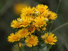 Pentanema spiraeifolium