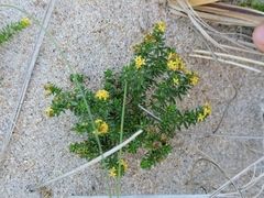 Galium arenarium