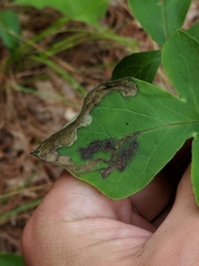 Liriomyza orilliensis