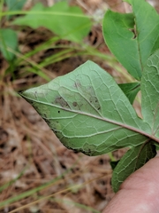 Liriomyza orilliensis