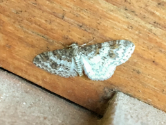 Hydrelia lucata