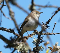 Phylloscopus bonelli
