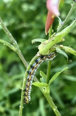 Pyrrhia exprimens