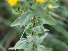 Pentanema spiraeifolium