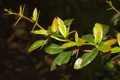 Berberis julianae
