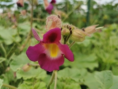 Proboscidea fragrans