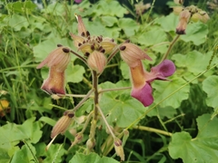 Proboscidea fragrans