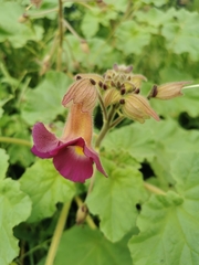 Proboscidea fragrans