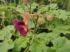 Proboscidea fragrans