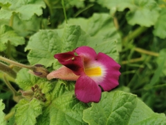 Proboscidea fragrans