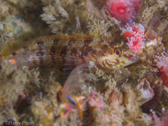 Alloclinus holderi
