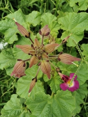 Proboscidea fragrans