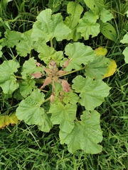 Proboscidea fragrans