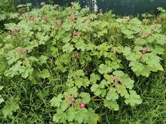 Proboscidea fragrans