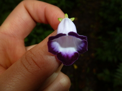 Monopyle maxonii