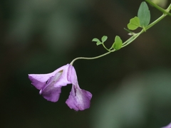 Clematis viticella