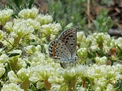 Euphilotes centralis