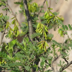 Eysenhardtia orthocarpa