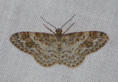 Hydrelia lucata