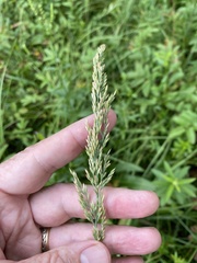 Calamagrostis inexpansa
