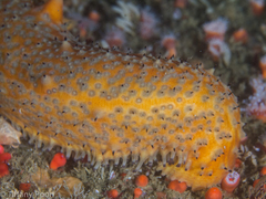 Apostichopus parvimensis