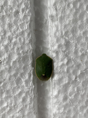 Chlorochroa persimilis